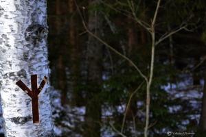 Магические свойства деревьев - магия деревьев в Северной традиции Магические свойства деревьев - магия деревьев в Северной традиции